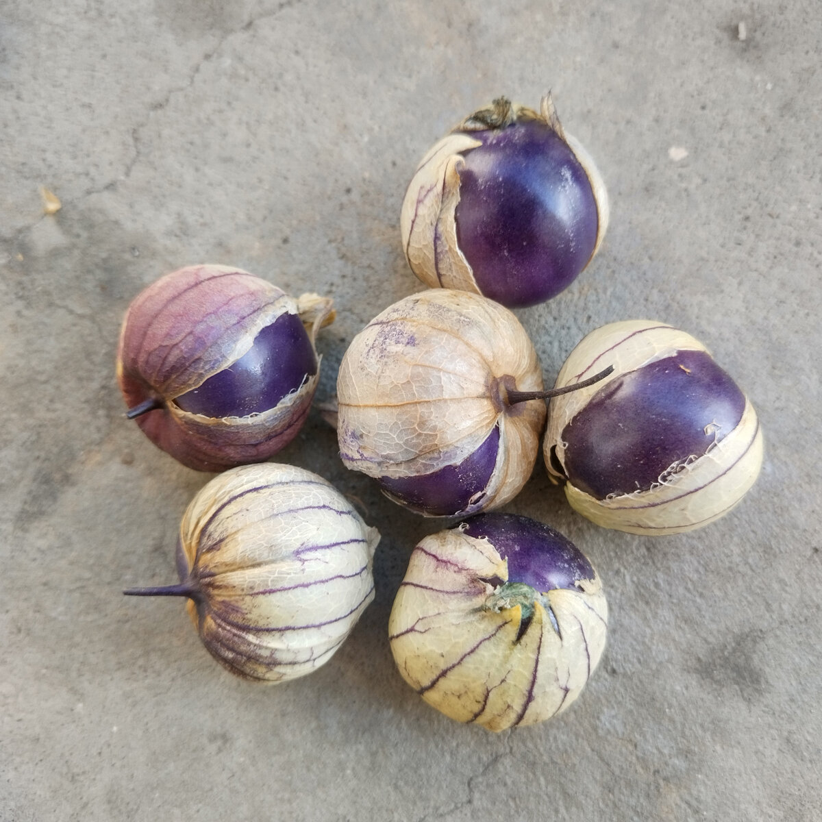 Tomatillo Pourpre